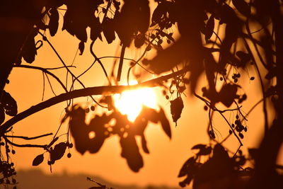 Close-up of silhouette leaves against sky during sunset