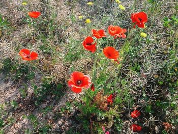 Close-up of red rose blooming in field