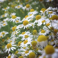 Close-up of white daisy blooming outdoors