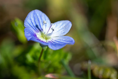 Close-up of purple blue flower