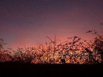 Silhouette trees against sky during sunset