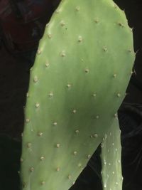 Close-up of succulent plant