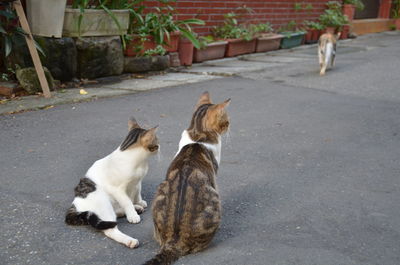 Cats on footpath