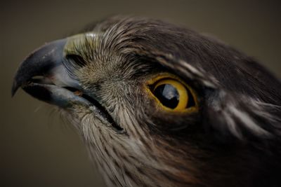Close-up portrait of a bird