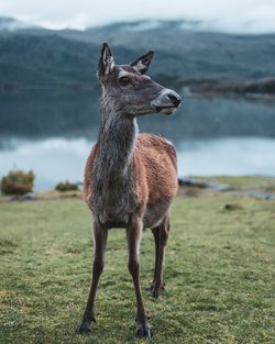Full length of a horse standing on field