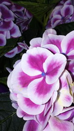 Close-up of pink flowers blooming outdoors