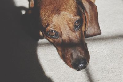 Close-up of dog at home