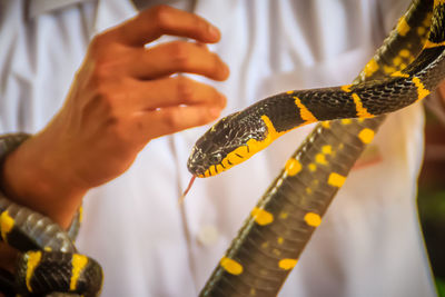 Close-up of hand holding leaf