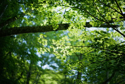 Low angle view of tree