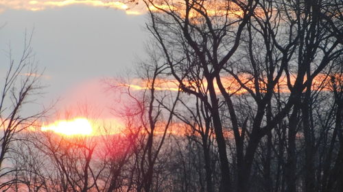 Silhouette bare trees against sky during sunset