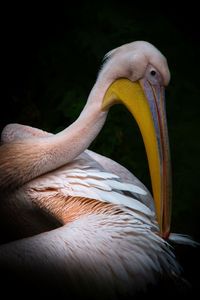 Close-up of pelican