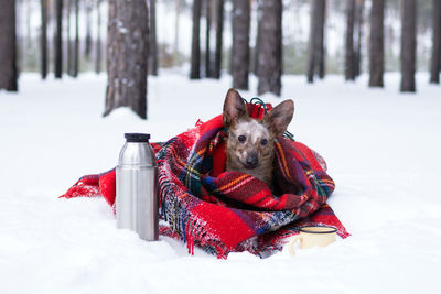 Little dog with big ears wrapped in red checkered plaid on a snow. picnic in winter forest.