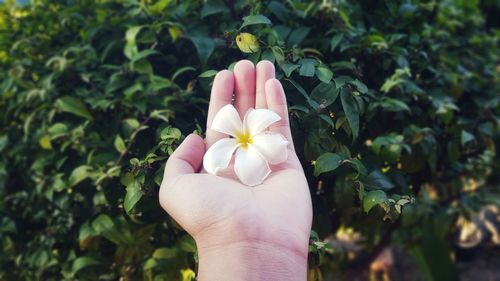 Close-up of hand holding pink flower