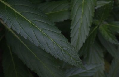 Close-up of leaves