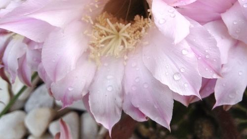 Close-up of pink flower blooming in pond