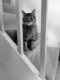 Portrait of cat sitting on staircase