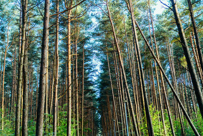 Low angle view of bamboo trees in forest