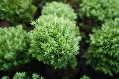 Close-up of fern leaves