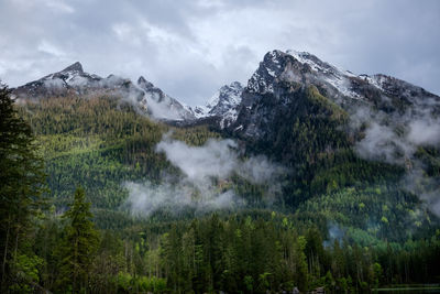 Panoramic shot of pine trees on mountain against sky