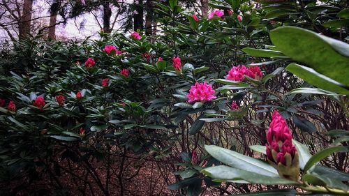 Close-up of pink flowers