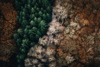 Close-up of pine tree in forest