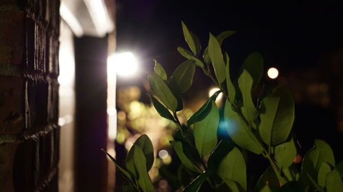 Close-up of plants at night