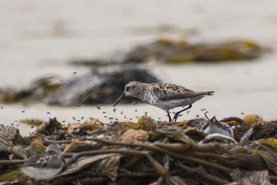 Close-up of bird perching on beach