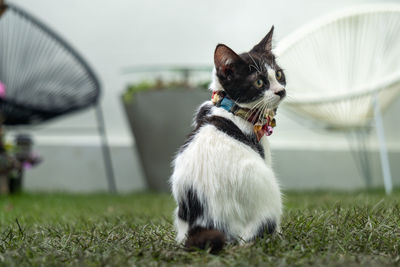 Cat looking away in grass