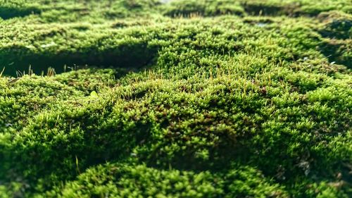 Full frame shot of plants growing on land