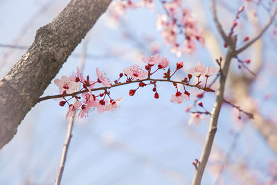 Low angle view of cherry blossom tree