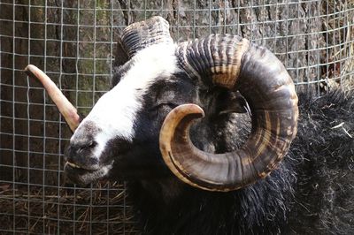 Close-up of sheep in cage at zoo