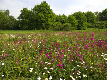 View of flowers growing in field