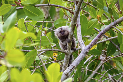 Low angle view of monkey on tree