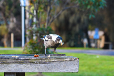 Close-up of bird perching on wooden post