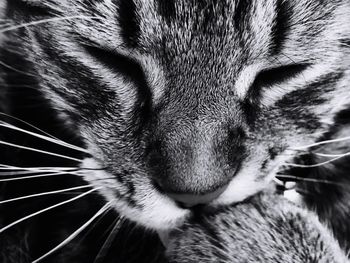 Close-up portrait of cat