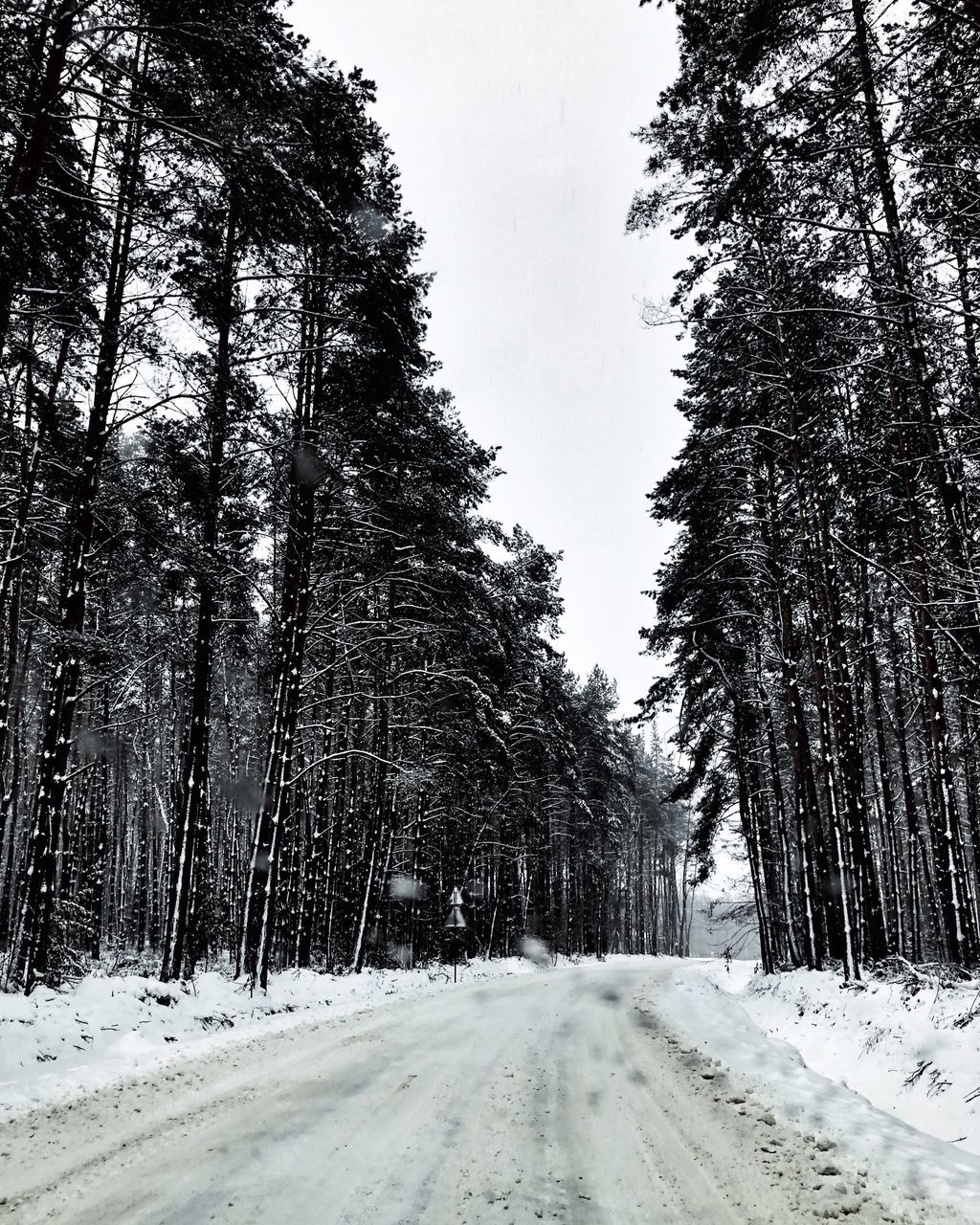 tree, snow, cold temperature, plant, winter, road, the way forward, scenics - nature, nature, land, direction, covering, tranquil scene, beauty in nature, tranquility, transportation, no people, day, tire track, diminishing perspective, woodland, outdoors, snowing, treelined