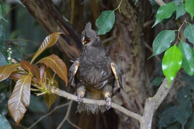 Bird perching on a branch