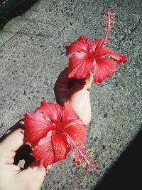 Cropped hand holding red flowering plant