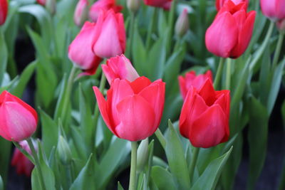 Close-up of pink tulips