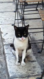 Portrait of cat sitting outdoors