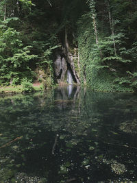 Plants by river in forest