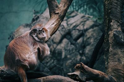 Wild young  langur portrait