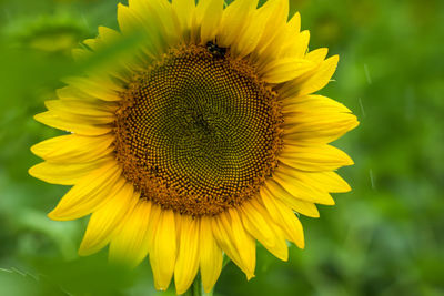 Close-up of yellow sunflower