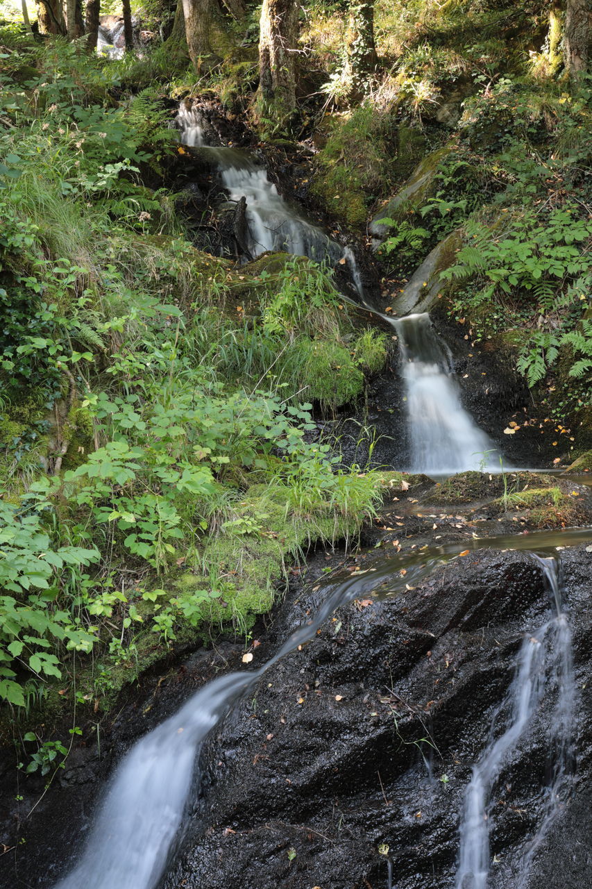 WATER FLOWING THROUGH ROCKS IN FOREST