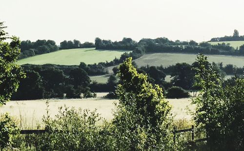 Scenic view of agricultural field against clear sky