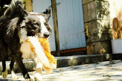 Portrait of dog looking away outdoors