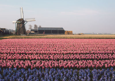 Pink flowering plants on field against sky