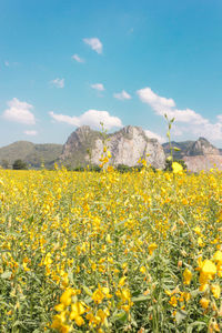 Scenic view of field against sky