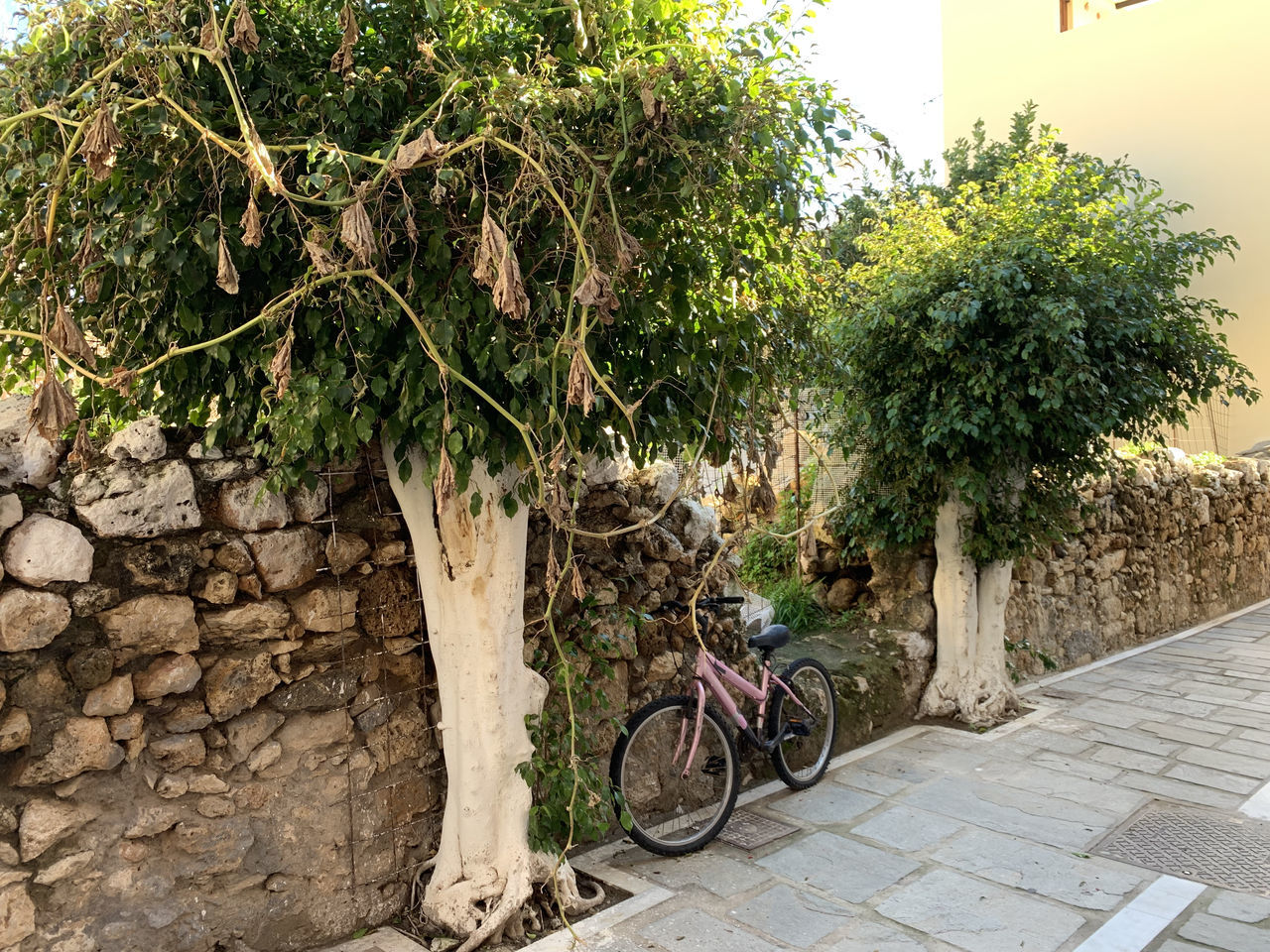 plant, bicycle, tree, architecture, nature, transportation, footpath, growth, bicycle wheel, day, mode of transportation, built structure, building exterior, city, street, land vehicle, no people, outdoors, wall, cobblestone, flower, vehicle, wheel, sidewalk, sunlight, green, wall - building feature, courtyard, building, travel, paving stone