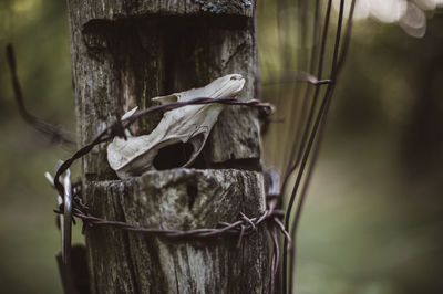 Close-up of bird on wooden post